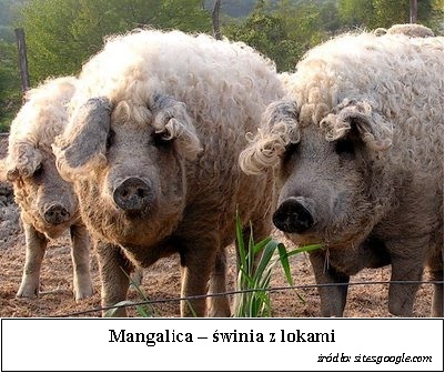 mangalitsas